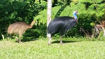 Cassowary with chick Cassowary with chick
